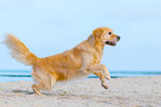 rennender Golden Retriever