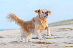 rennender Golden Retriever