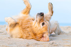 Golden Retriever wlzt sich