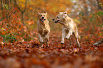 2 Golden Retriever