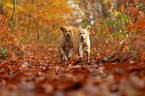 2 Golden Retriever