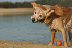 Golden Retriever sch�ttelt sich