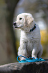 junger Golden Retriever