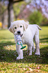 junger Golden Retriever