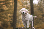 junger Golden Retriever