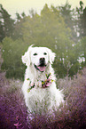 Golden Retriever Portrait