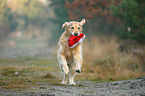 rennender Golden Retriever