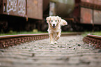 trabender Golden Retriever