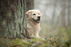 liegender Golden Retriever