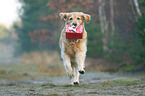 rennender Golden Retriever