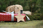 schlafender Golden Retriever