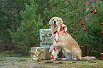 sitzender Golden Retriever