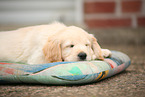 Golden Retriever Welpe