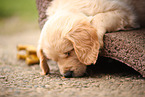 Golden Retriever Welpe