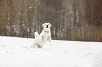 Golden Retriever im Schnee