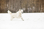 Golden Retriever im Schnee