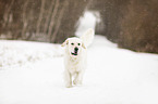Golden Retriever im Schnee