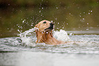 Golden Retriever im Wasser