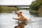 springender Golden Retriever