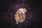 Golden Retriever Hndin