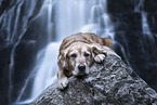 Golden Retriever Hndin