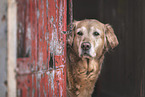 Golden Retriever Hndin