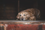 Golden Retriever Hndin