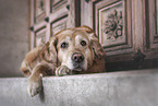 Golden Retriever Hndin