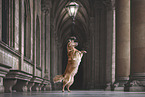 Golden Retriever Hndin