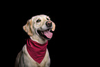 Golden Retriever im Studio