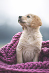 Golden Retriever Welpe