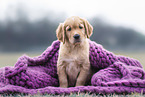 Golden Retriever Welpe