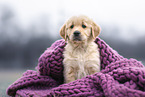 Golden Retriever Welpe