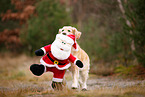 Golden Retriever mit Weihnachtsdeko