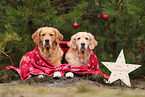 2 Golden Retriever