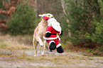 Golden Retriever mit Weihnachtsdeko