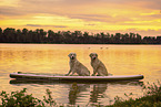 Golden Retriever im Sonnenuntergang