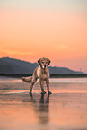 Golden Retriever am Strand