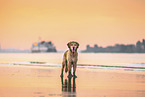 Golden Retriever am Strand