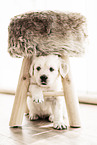 Golden Retriever Welpe