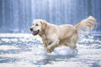 Golden Retriever Rde