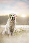 Golden Retriever Rde