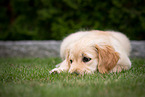 Golden Retriever Welpe