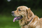 Golden Retriever im Sommer