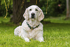 Golden Retriever im Sommer