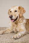 Golden Retriever Hndin