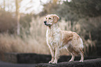 Golden Retriever Hndin