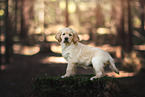 Golden Retriever Welpe