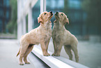 Golden Retriever Welpe