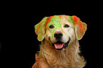 Golden Retriever beim Holi Shooting